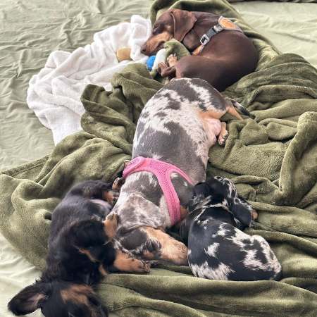 Natalie Guercio posted a picture of her dogs on Instagram.